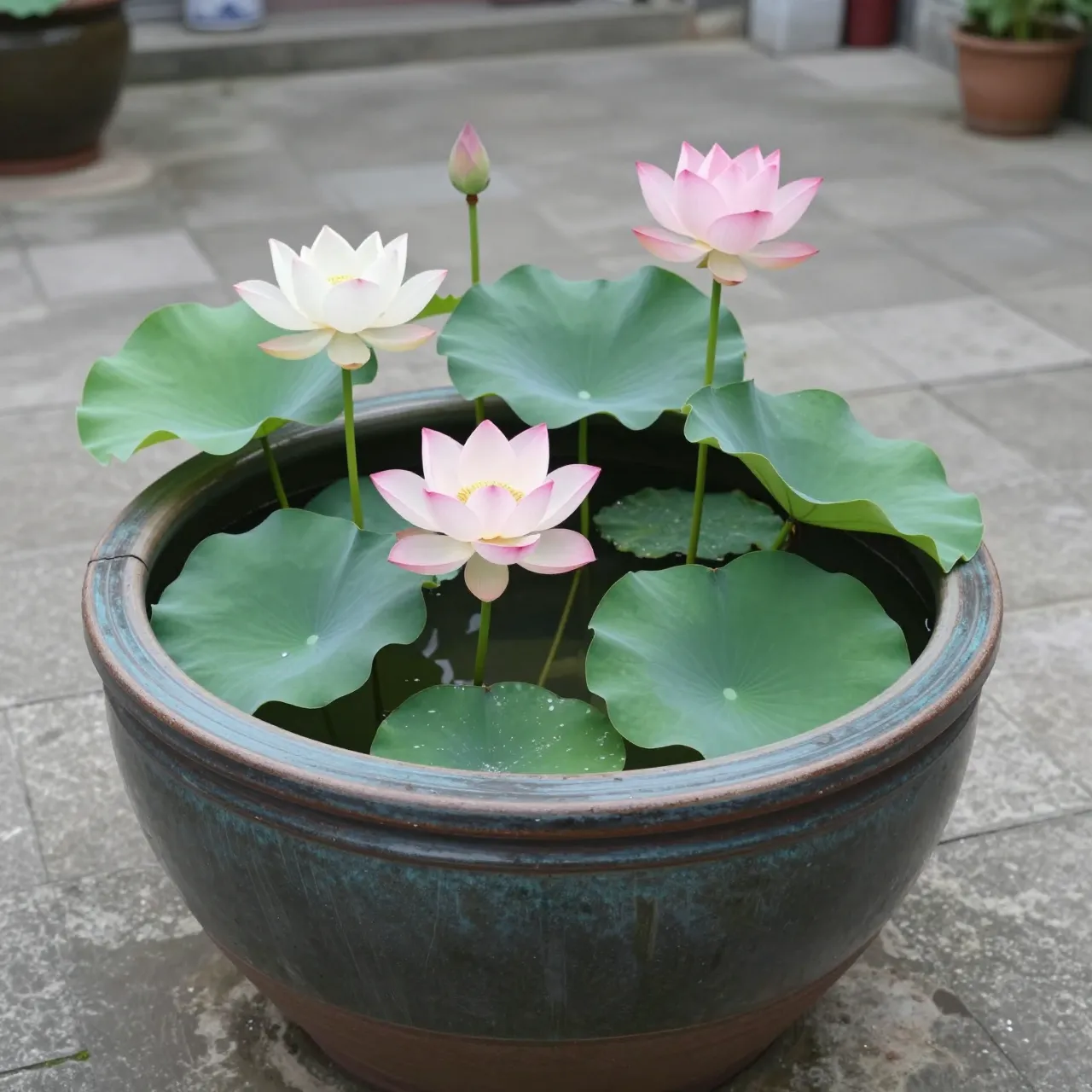 Blooming pink and white lotus flowers with green leaves grow in a glazed ceramic water basin on a stone courtyard.
