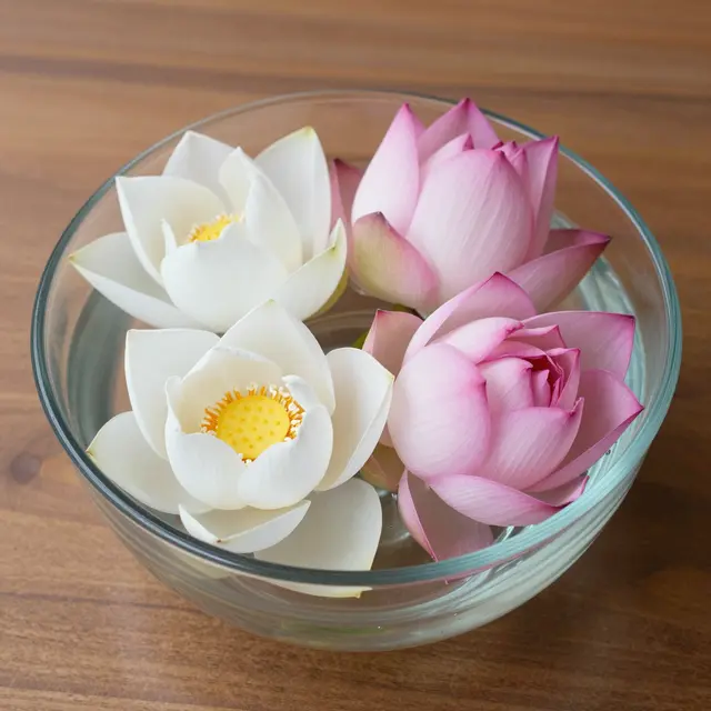 White and pink lotus blooms float in a clear glass bowl set on a wooden table