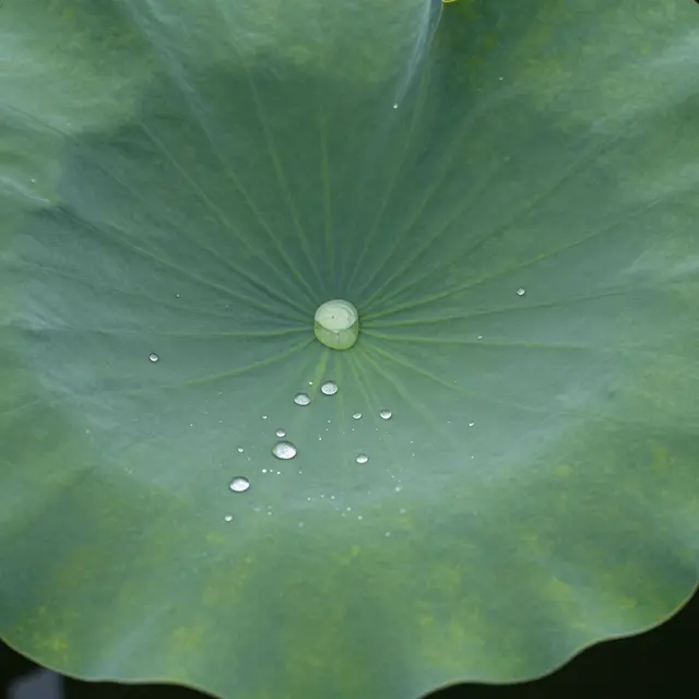 Full frame close-up of a green lotus leaf beaded with clear round water droplets under soft light