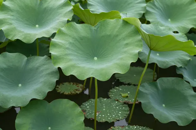 Large round waxy green lotus leaves grow on tall stems above dark still pond water