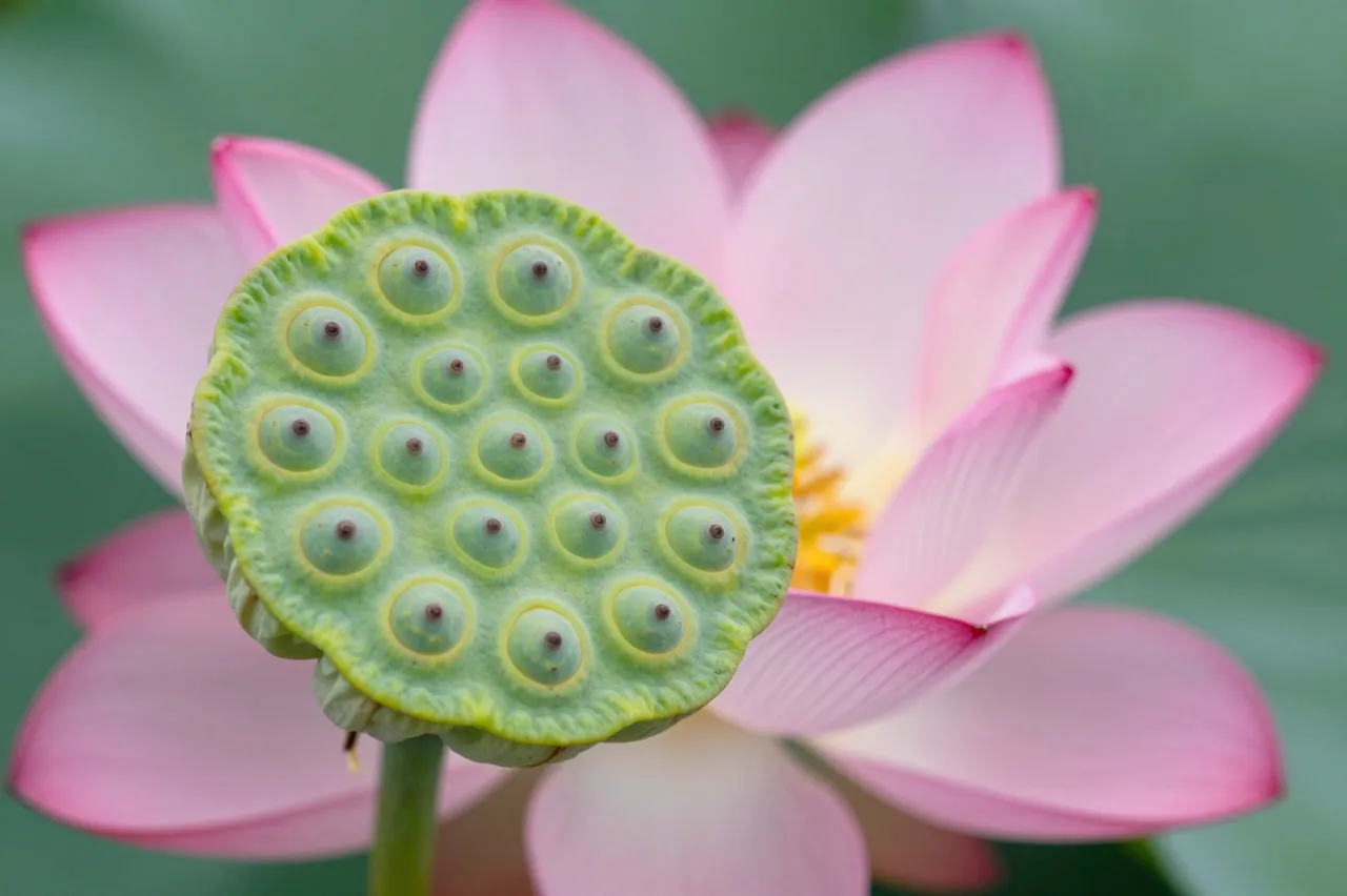 A close-up of a textured green lotus seed pod set in front of a soft pink lotus flower against blurred green foliage