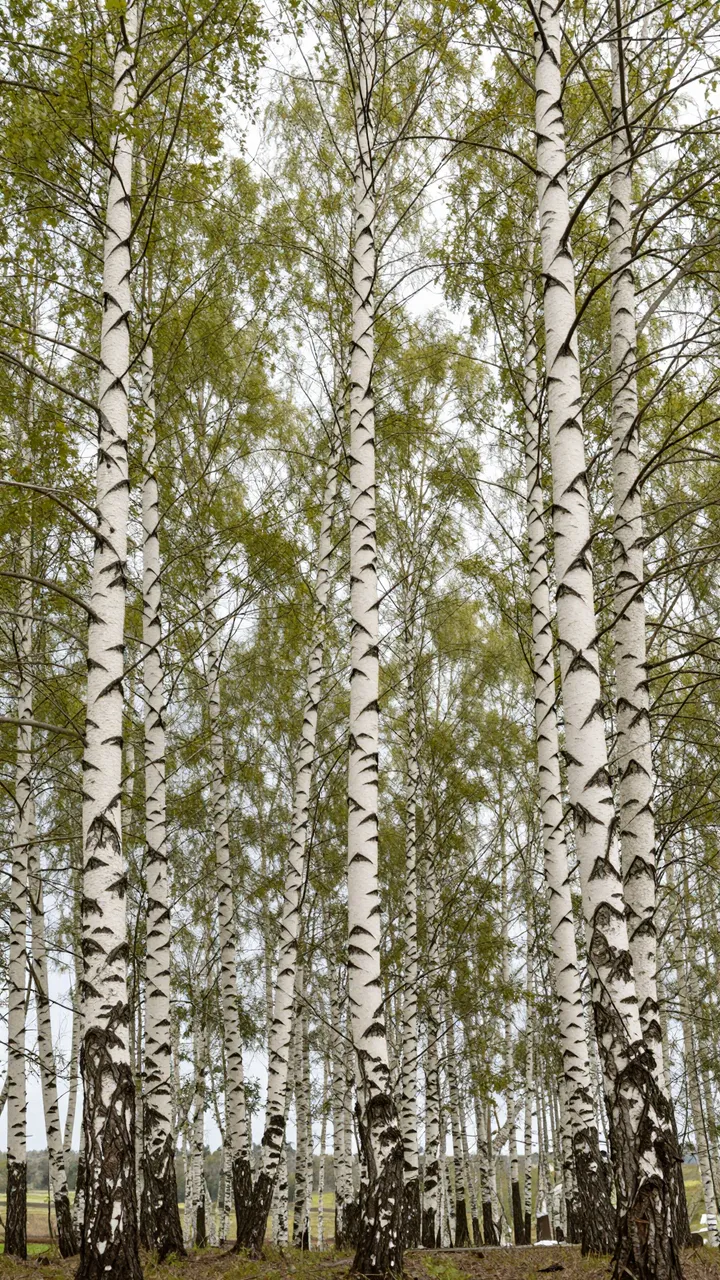 Looking up at tall white birch trees with pale green leaves against a bright overcast sky
