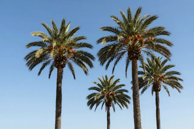 Four date palm trees stand against a clear bright blue sky from a low upward angle