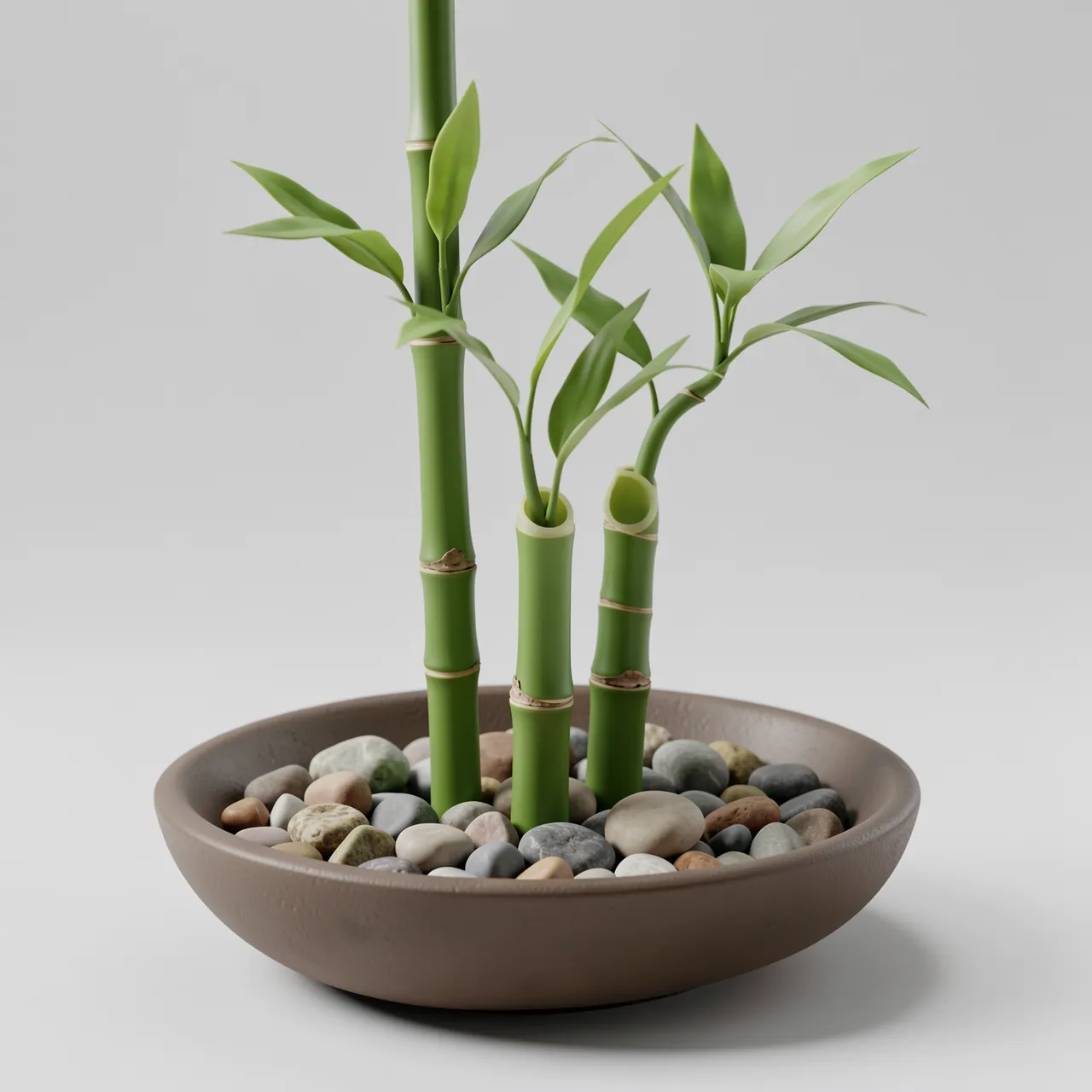 Three lucky bamboo stalks grow in a shallow matte bowl filled with smooth multicolored pebbles against a pale gray background