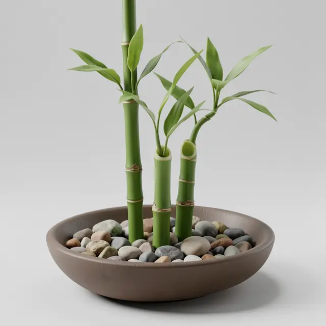 Three lucky bamboo stalks grow in a shallow matte bowl filled with smooth multicolored pebbles against a pale gray background