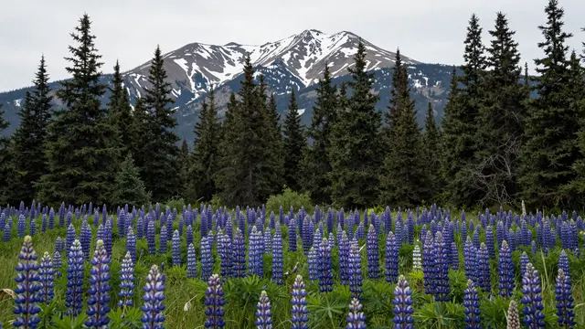 A field of blue and purple lupine flowers sits in front of pine trees and a snow-streaked mountain under an overcast sky