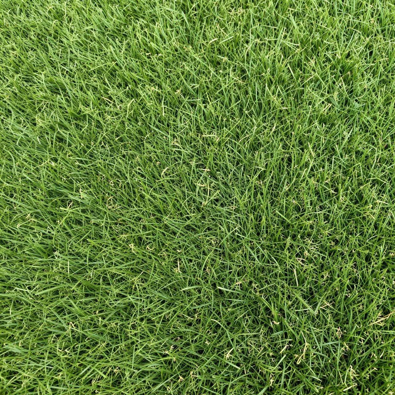 Full frame top-down close-up of dense, bright green natural grass fill the entire view.