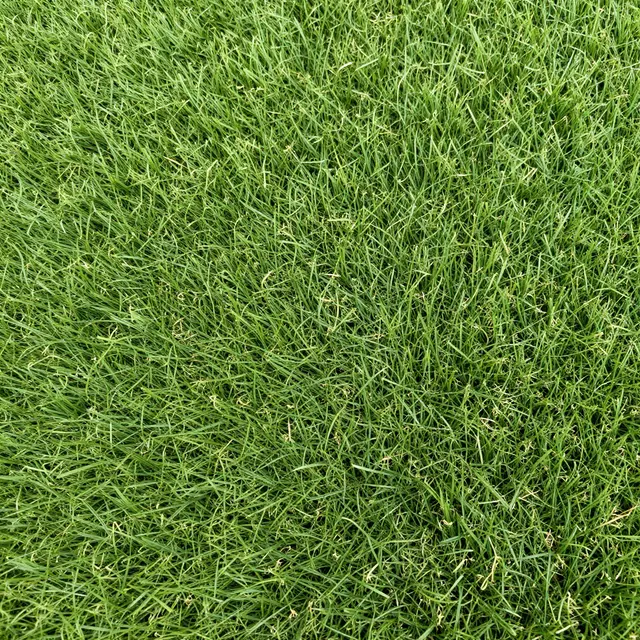 Full frame top-down close-up of dense, bright green natural grass fill the entire view.