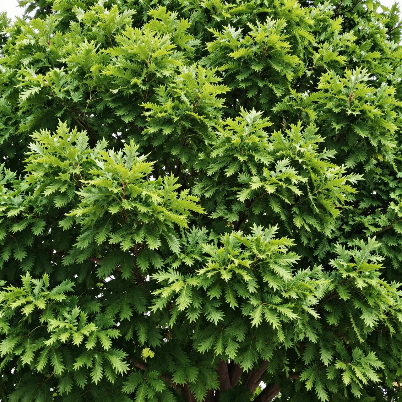 Looking upward at a dense, lush bright green summer tree canopy against a pale sky