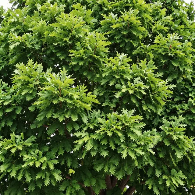 Looking upward at a dense, lush bright green summer tree canopy against a pale sky