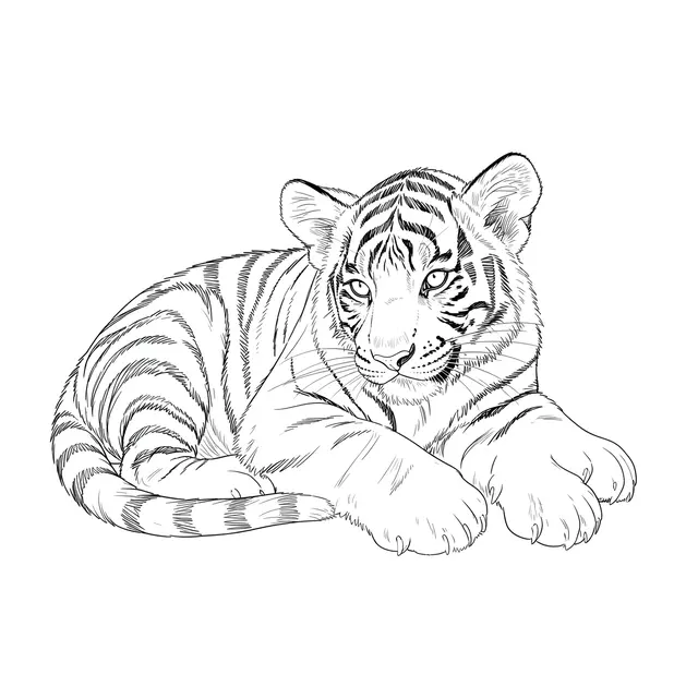 Delicate fine line drawing of a resting tiger cub on a plain white background