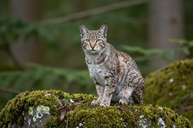 A lynx sits alert on a moss-covered boulder in a blurred forest setting, facing the camera
