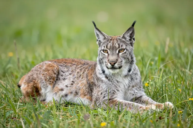 A spotted lynx with prominent ear tufts lies relaxed in tall green grass dotted with small yellow wildflowers.