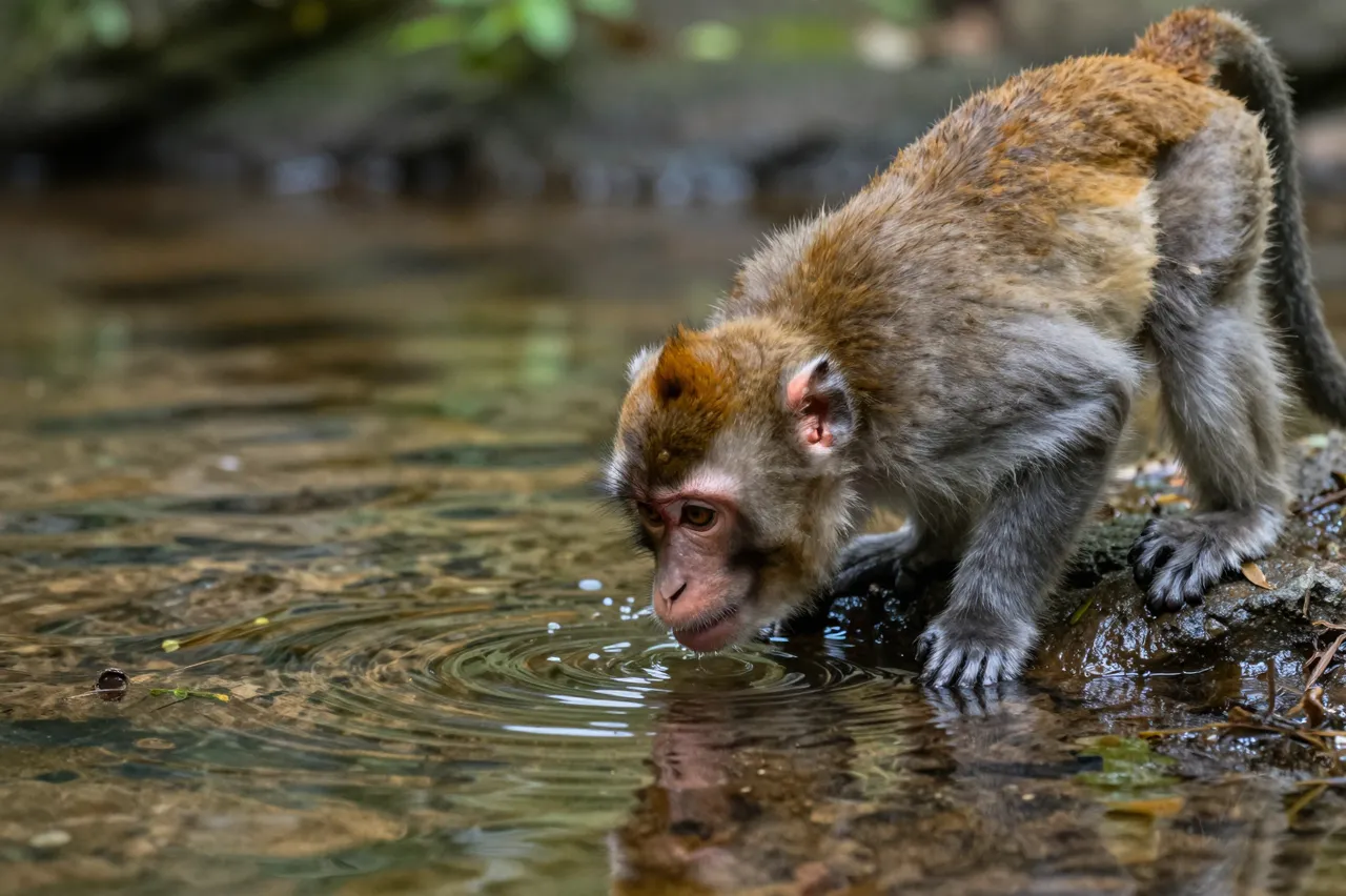 Small brown and gray macaque leans from a rock to drink from a clear shallow forest stream, with ripples spreading on the