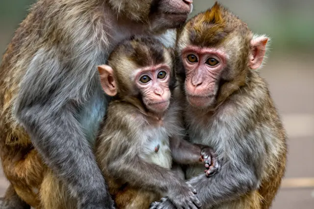 A baby macaque sits nestled between two adult macaques in a tight, affectionate group pose.