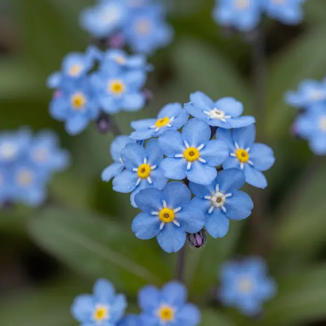 Close-up macro shot of sharp blue forget-me-not flowers with yellow centers against soft blurred green foliage