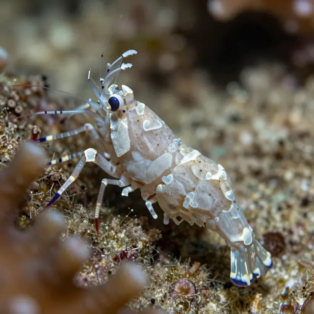 Close-up macro shot of a patterned cleaner shrimp resting on a textured coral reef seabed
