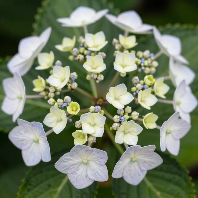Close-up macro view of a lacecap hydrangea flower with tiny central buds and outer pale florets
