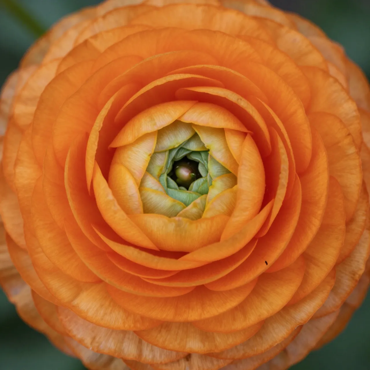 Extreme close-up of a tightly layered bright orange ranunculus bloom with a pale green center