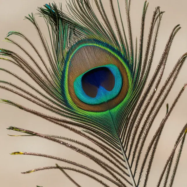 Close-up macro shot of a peacock feather showing its vivid iridescent eye pattern against a soft neutral background