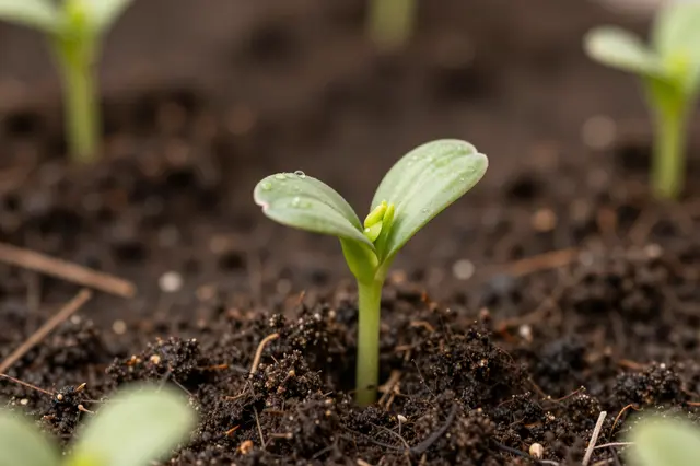 A close-up macro view of a tiny green seedling with water droplets pushing up through dark rich soil.
