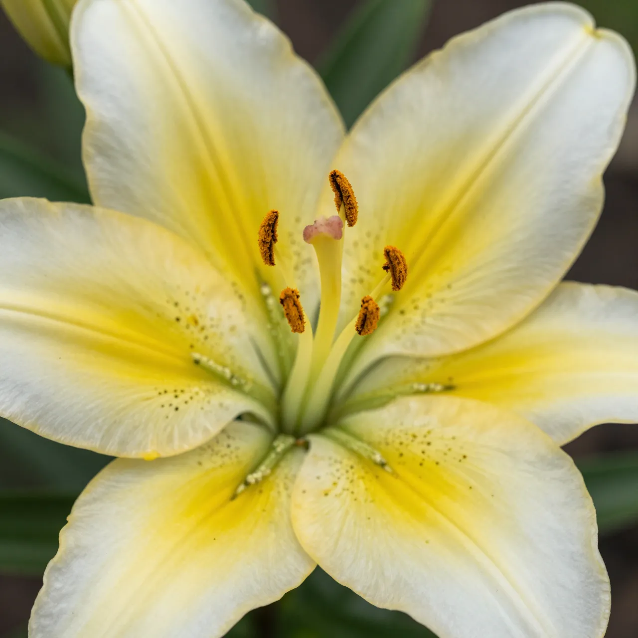 Close-up macro view of the center of a pale yellow and white lily with pollen-covered stamens
