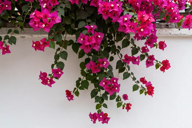 Vibrant magenta bougainvillea vines trail down over a smooth white exterior wall.