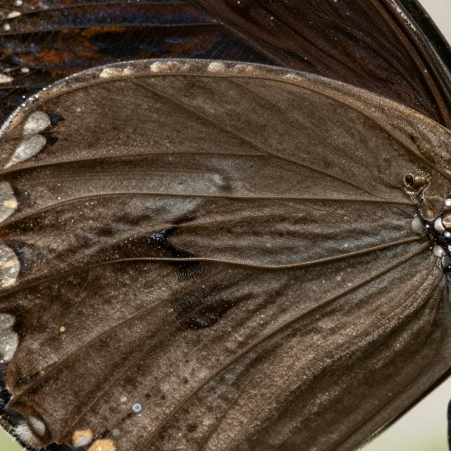 Extreme close-up view of the textured, veined surface of a butterfly wing under magnification