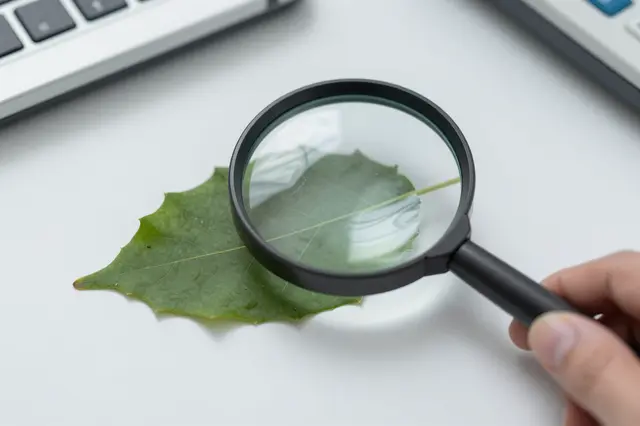 A hand holds a magnifying glass over a green leaf resting on a light lab table