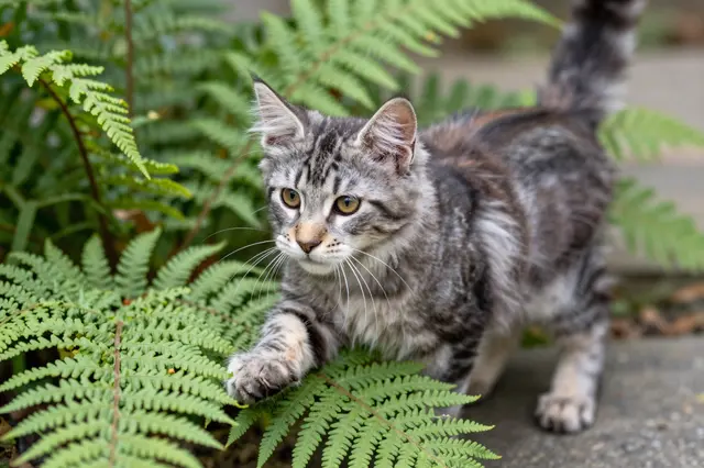 Fluffy tabby Maine Coon kitten reaches toward fern fronds while exploring a garden path