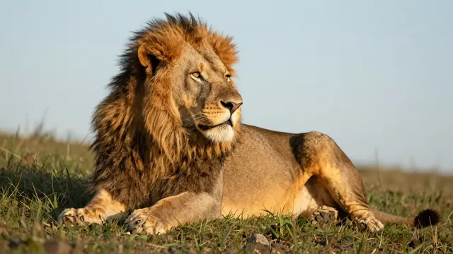 A male lion with a thick dark mane lies on grass gazing into the distance in warm golden hour light