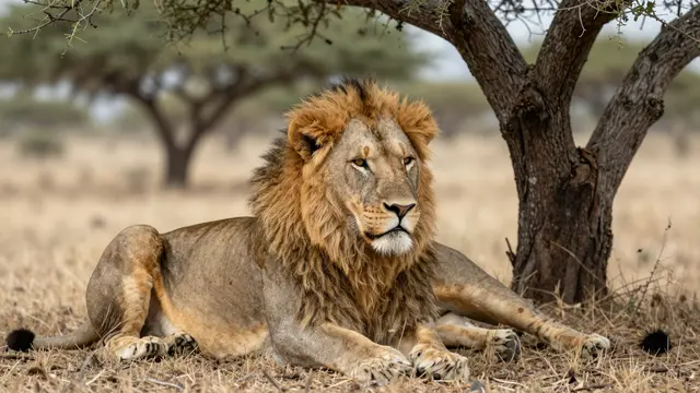 A large male lion with a full tawny mane lies resting under an acacia tree on dry savanna grass
