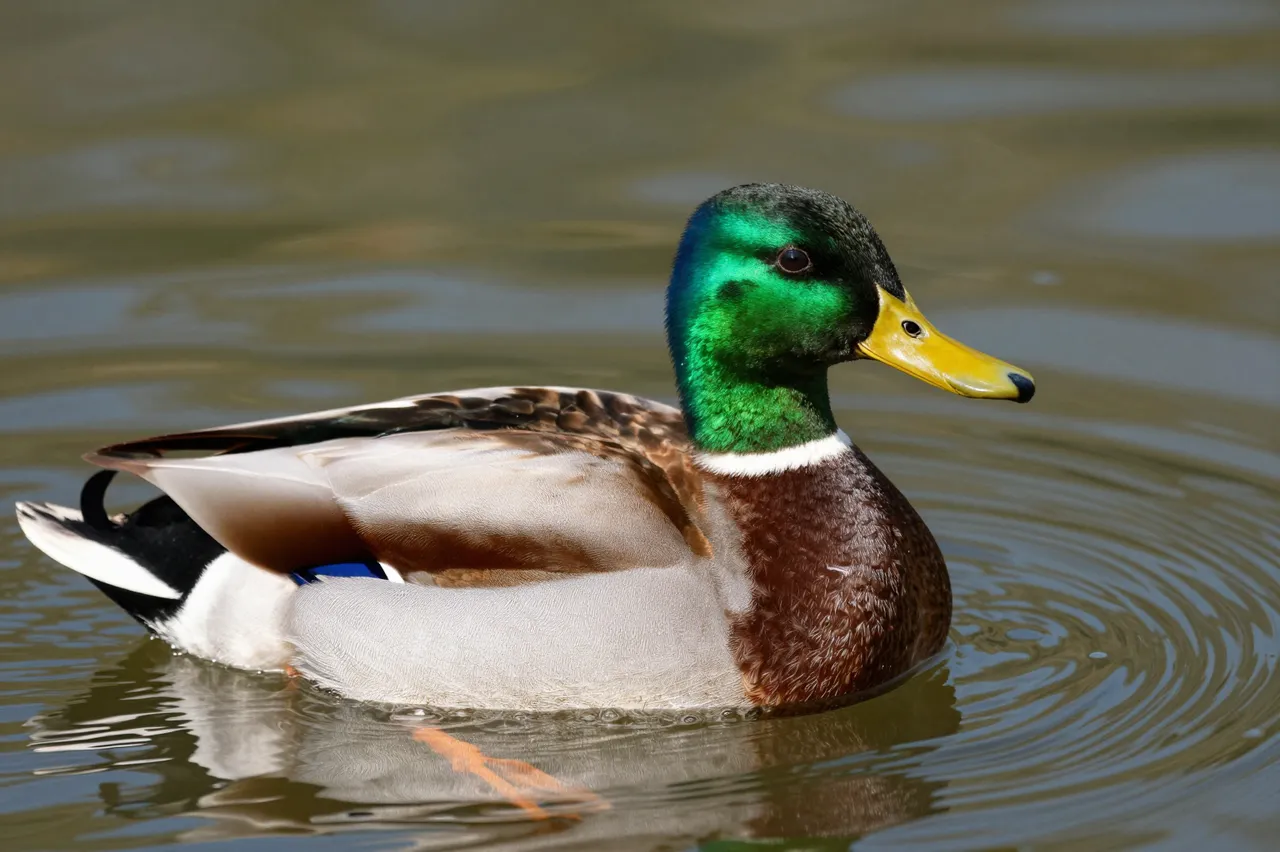 A drake mallard duck with an iridescent green head floats on calm rippled pond water.