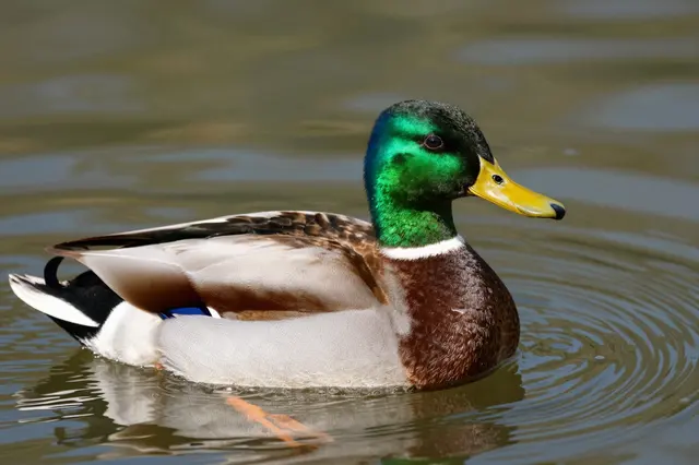 A drake mallard duck with an iridescent green head floats on calm rippled pond water.