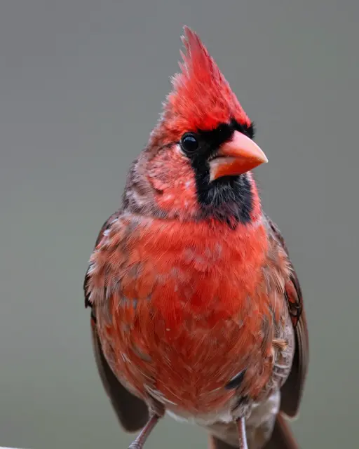Close-up portrait of a male northern cardinal with a raised red crest against a soft blurred gray background