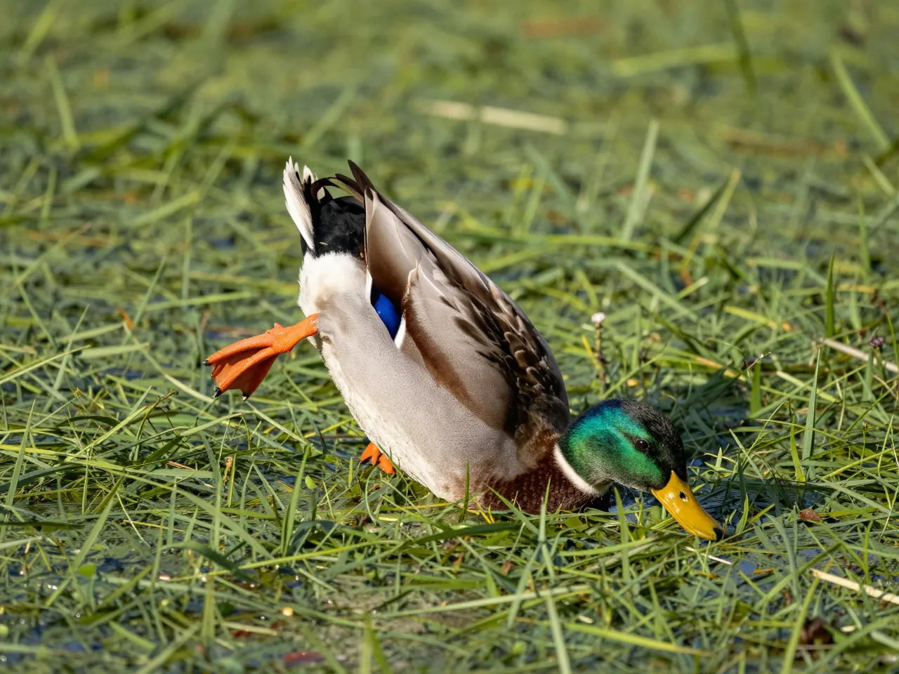 A mallard drake upended partially as it feeds in a weedy grassy shallow pond in bright morning light