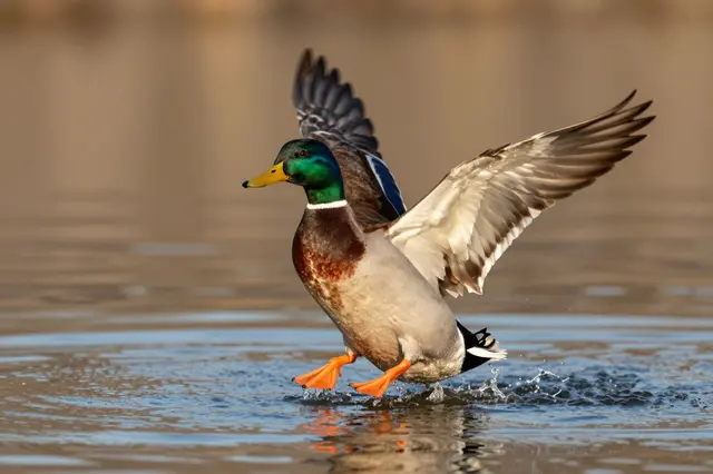 A male mallard duck spreads its wings as it lands on calm pond water in warm evening light