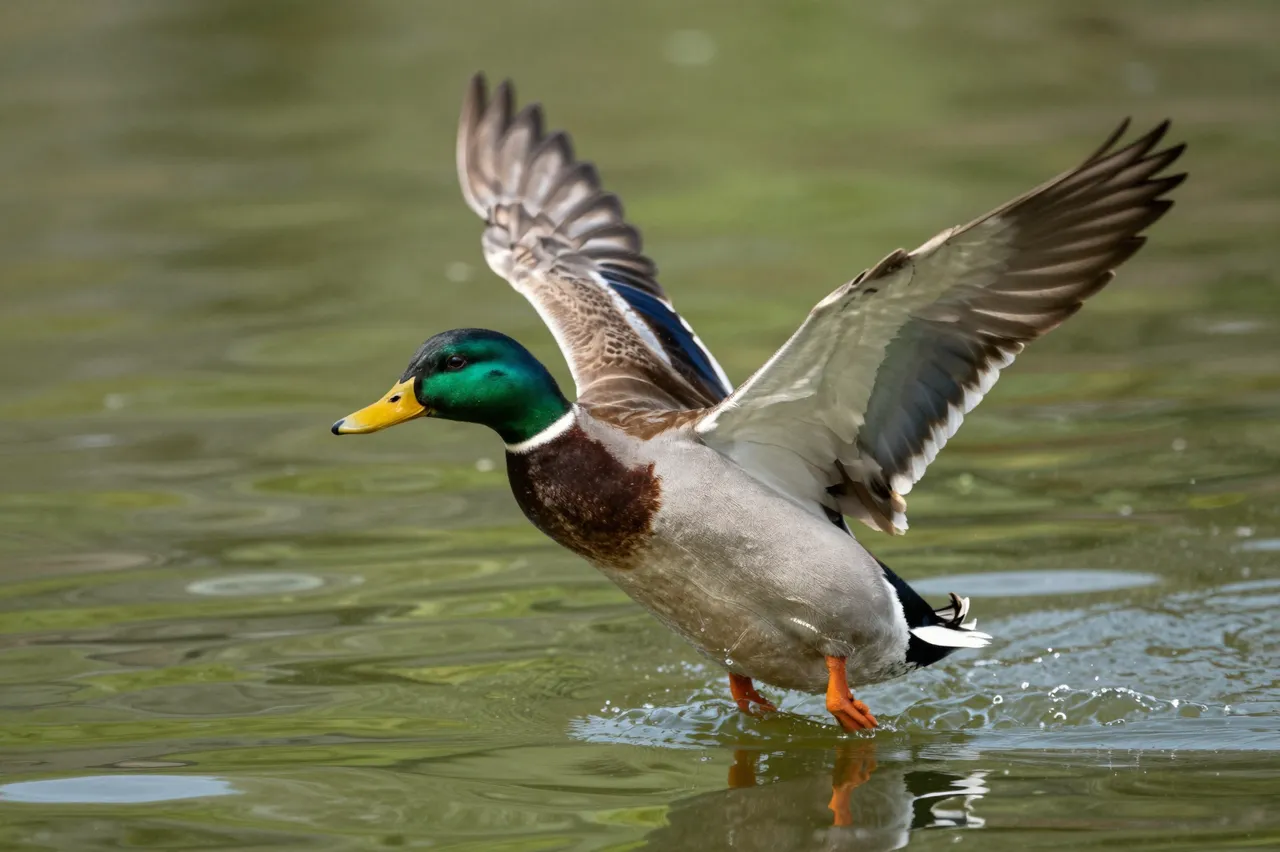 Male mallard duck spreads its wings as it lifts from rippling green pond water