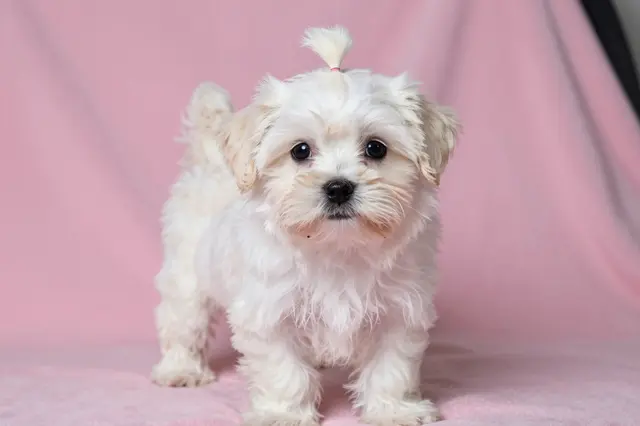 A fluffy white maltese puppy with a tiny tied topknot stands on a soft pink blanket facing the camera.