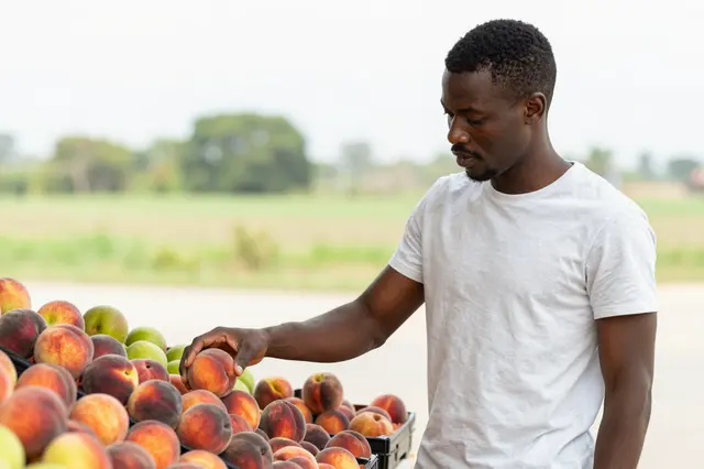 A Black man in his late twenties picks a peach from crates of fruit at a rural roadside stand