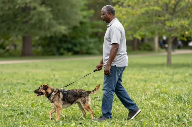 Side view of a middle-aged Black man walking through a green grassy park alongside his guide dog.