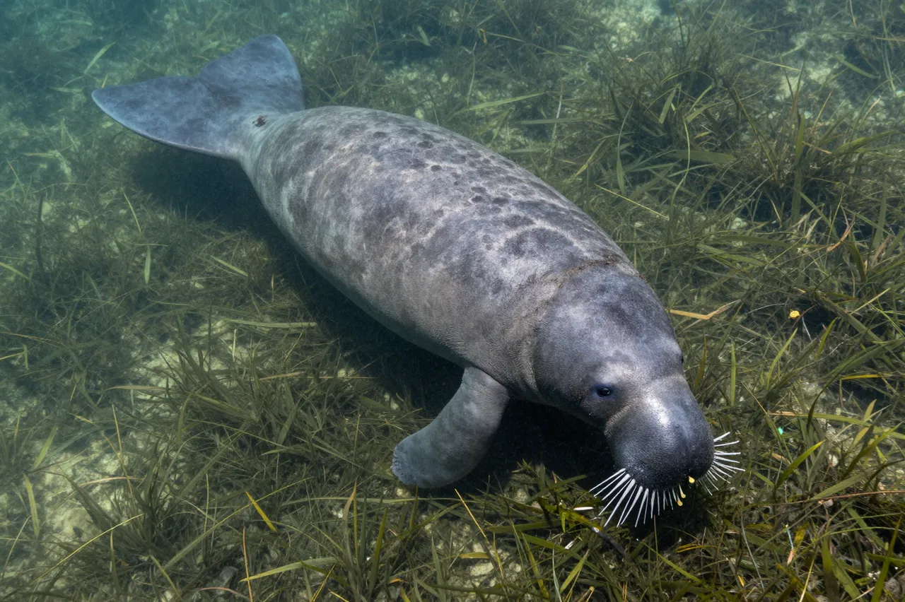 A manatee feeds on seagrass in clear shallow underwater water, viewed from above.