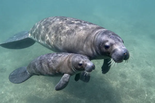 An adult manatee swims alongside its small calf in clear turquoise shallow water.