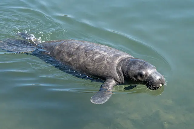 A manatee swims partially at the surface of calm clear greenish spring water.