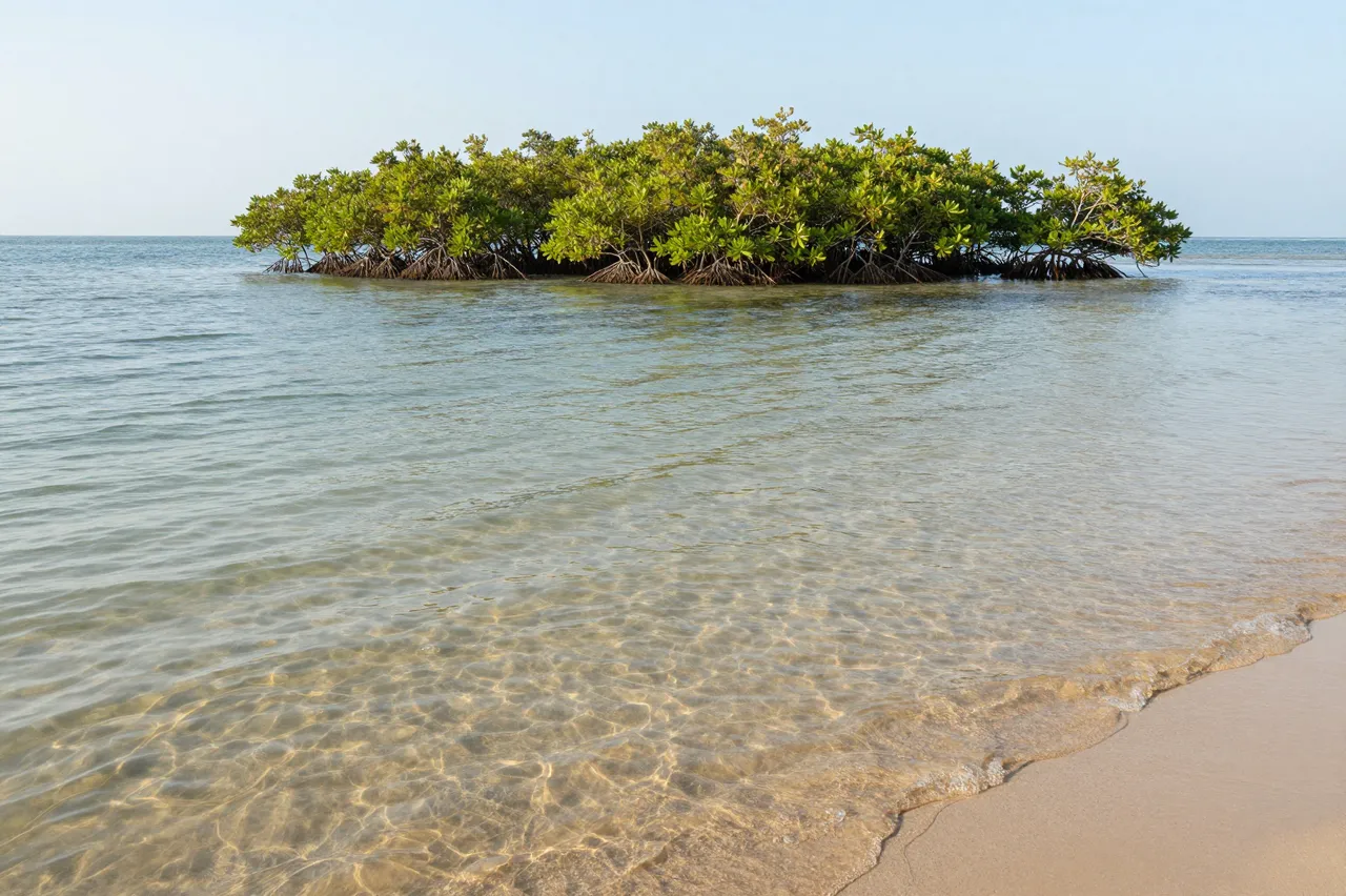 Shallow clear ocean water laps a sandy shore, with a small mangrove island resting under bright morning sky.