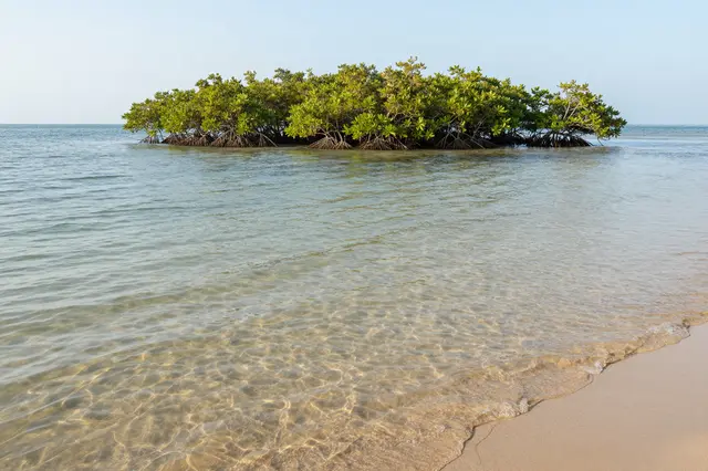 Shallow clear ocean water laps a sandy shore, with a small mangrove island resting under bright morning sky.