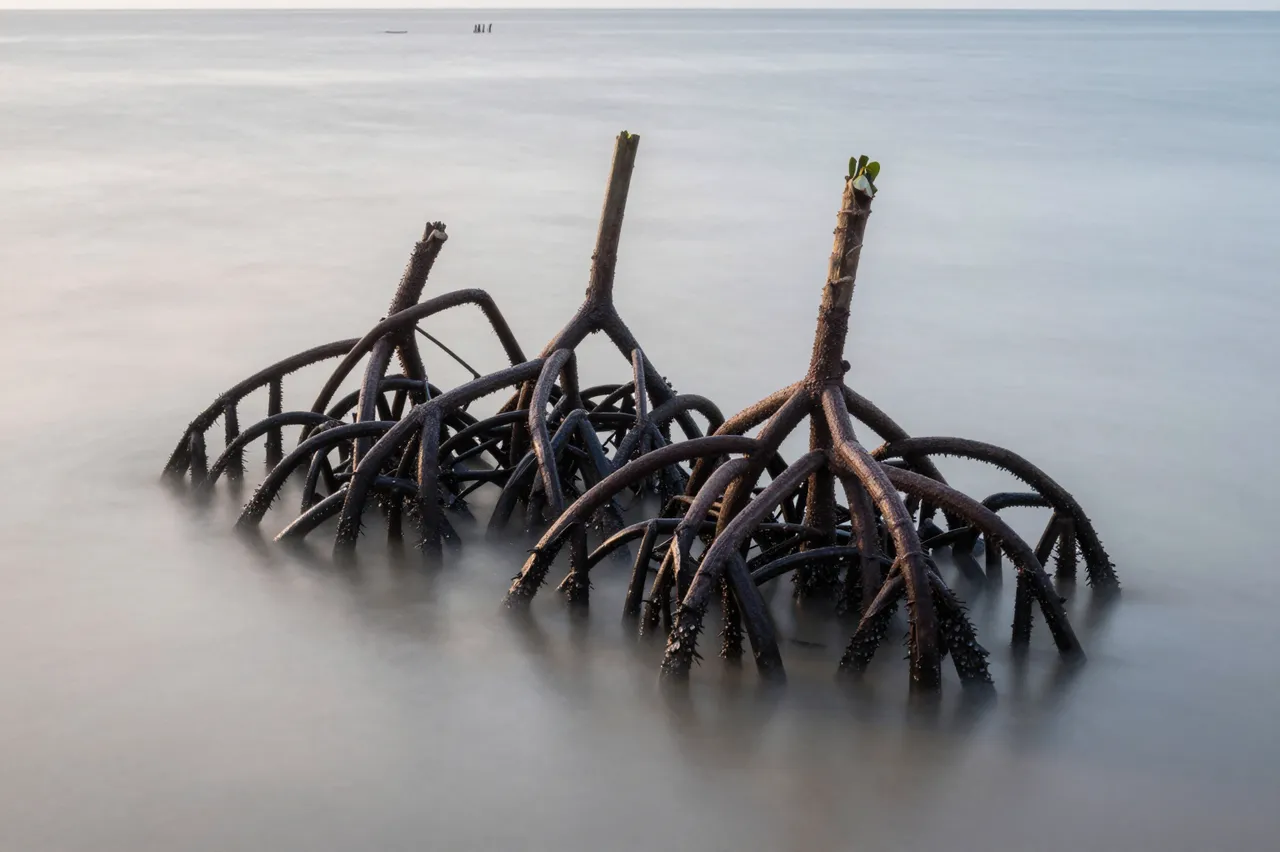 Gnarled mangrove stilt roots rise from smooth long-exposure calm sea water at dawn