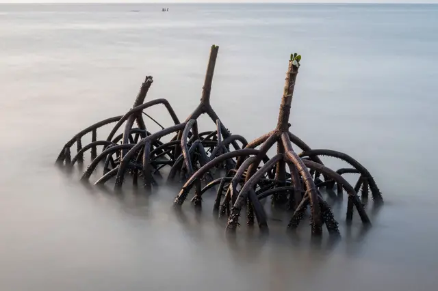Gnarled mangrove stilt roots rise from smooth long-exposure calm sea water at dawn