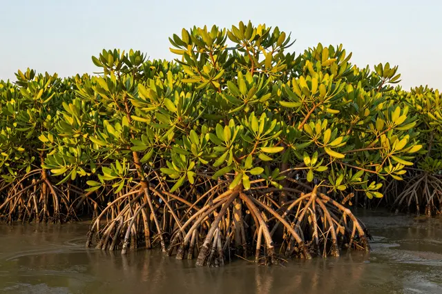 Dense mangrove trees with exposed stilt roots grow in calm shallow water under warm sunset light