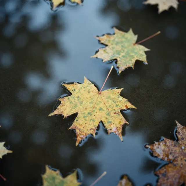 Autumn maple leaves float on calm dark puddle water reflecting soft blue sky and tree bokeh